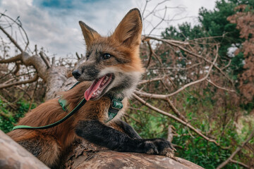 Domestic fox for a walk in the woods. Beautiful fox close-up 