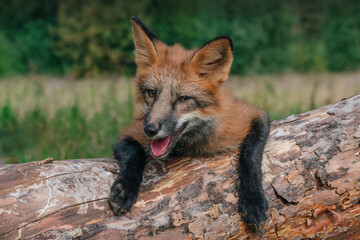 Domestic fox for a walk in the woods. Beautiful fox close-up 