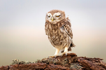 Little owl. Colorful nature background. Athene noctua.  