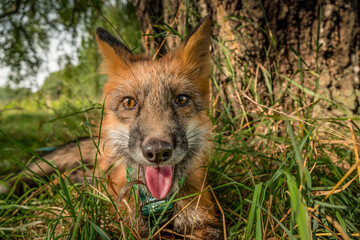 Domestic fox for a walk in the woods. Beautiful fox close-up 