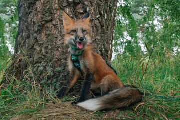 Domestic fox for a walk in the woods. Beautiful fox close-up 