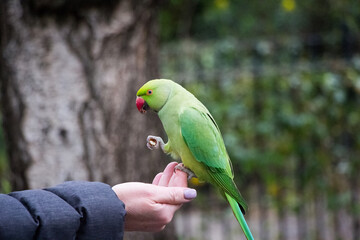 Rose-ringed parakeet eating a peanut sitting on a humans hand