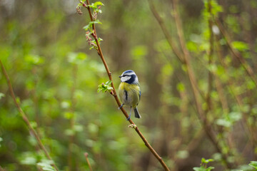 Blue tit sits on a branch - wide