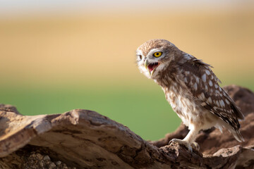 Little owl. Colorful nature background. Athene noctua.  