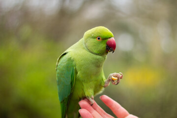 Rose-ringed parakeet eating a peanut sitting on a humans hand