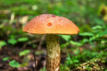 Mushrooms cut in the woods. Mushroom boletus edilus. Popular white Boletus