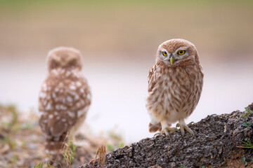 Little owl. Colorful nature background. Athene noctua.  