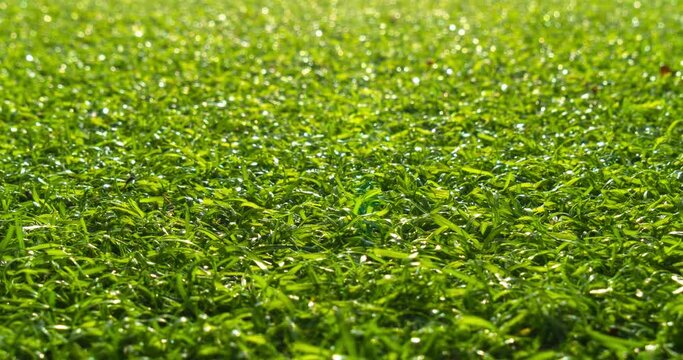 Artificial grass texture camera pan, Animated move right, Green artificial grass sport club background.