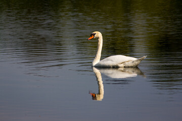 Schwan auf einem See mit einer schönen Reflektion auf der Wasseroberfläche