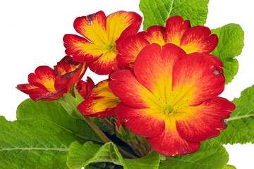 The Red-Yellow Flowers of the Primula Plant, Primula (Latin Name). Cut On White Background