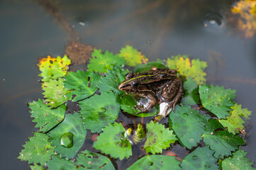 葉っぱの上のトノサマガエル