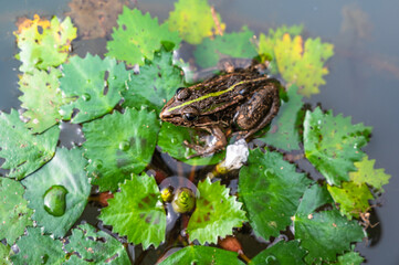 葉っぱの上のトノサマガエル