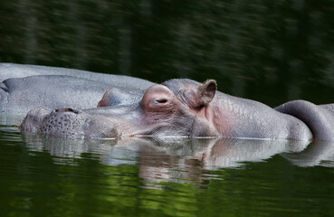 Hippo in water