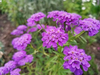 Purple flower in a green environment