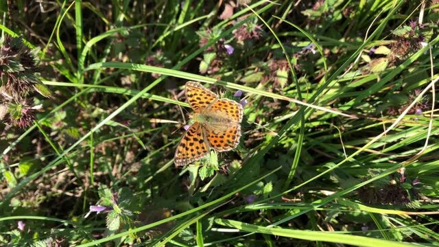 Ein Perlmuttfalter (Issoria lathonia) auf einer Pflanze.