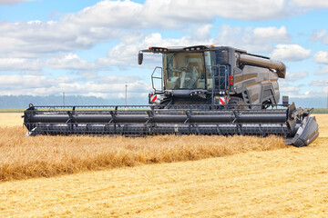 A large combine harvester harvesting wheat on a summer day.