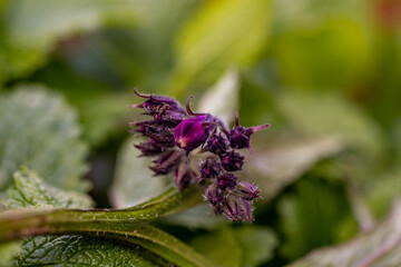 Symphytum officinale flower growing in the field	