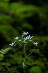 Saxifraga bronchialis flower growing in forest, close up shoot	