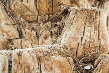 texture background abstraction bark wood fibers of palm tree