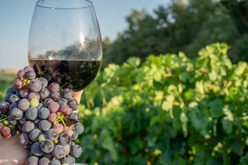 
Wine glass with a bunch of grapes in a vineyard