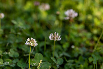Trifolium repens flower in meadow, close up	