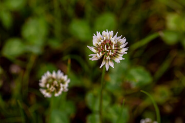 Trifolium repens flower growing in field, close up