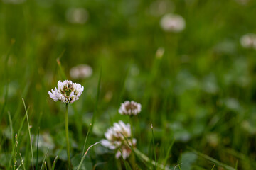 Trifolium repens flower growing in field, close up shoot	
