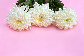 Bouquet of flowers white chrysanthemum morifolium on a pink background with space for text