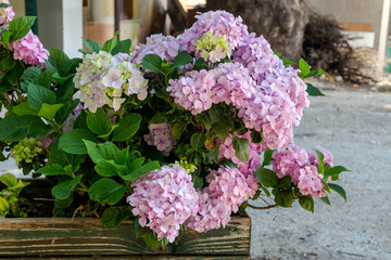 The hydrangea grows on the flower pot close-up