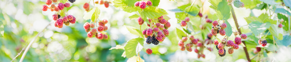 Beautiful panoramic scenery with blackberry branch and bokeh background