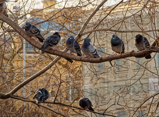 Rock dove sitting on the branches of tree in the city