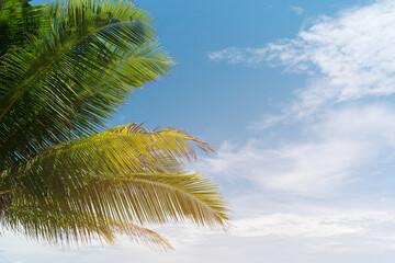 Palm trees on the beach.Coconut trees on sun light and clouds background