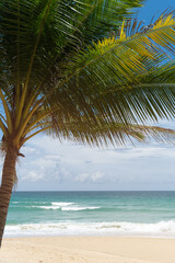 Palm trees on the beach.Coconut trees on sun light and clouds background