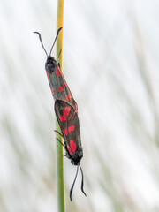 Zygaena trifolii, Five-spot burnet moths mating. Devon, UK.