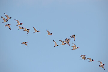 Flying flock of Eurasian oystercatchers Haematopus ostralegus aka the common pied oystercatcher, or palaearctic oystercatcher. Northam Burrows, Devon.