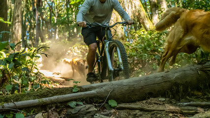 Mountain biker and his trail dogs riding down a dusty summer trail. 