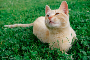 Naklejka na ściany i meble The ginger cat lies on the green grass. The cat is resting in the sun.