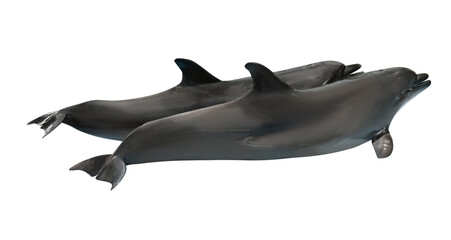  Beautiful grey bottlenose dolphins on white background