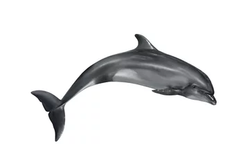 Poster Im Rahmen Beautiful grey bottlenose dolphin on white background © New Africa