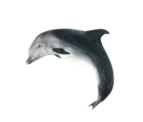 Fototapeta premium Beautiful grey bottlenose dolphin on white background