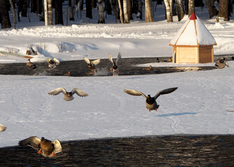 Wild ducks flying over the ice-hole of the pond in winter