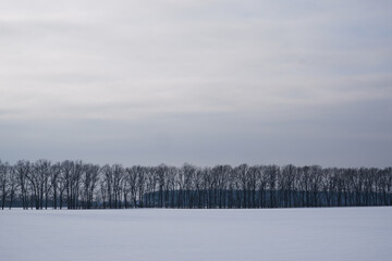 Winter landscape. Snowy field, trees on the horizon. Sunlight struggles through the dense winter clouds.