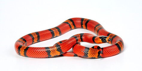 Honduran milk snake // Honduras-Dreiecksnatter, Hondurasmilchschlange (Lampropeltis triangulum...