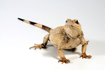 Chuckwalla // Common chuckwalla (Sauromalus ater)