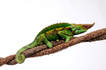 Jackson's chameleon // Dreihornchamäleon (Trioceros jacksonii)