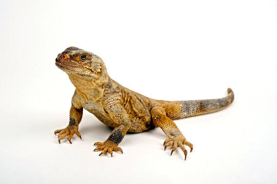 Spiny chuckwalla, Angel Island chuckwalla // Stachel-Chuckwalla (Sauromalus hispidus)