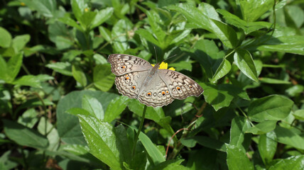 Close up of a Grey pansy butterfly perch on a flower while spreading its wings parallel