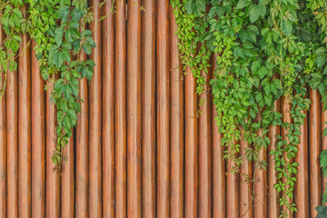 Brown vertical boards interior wood texture with green leaf ivy decoration plank background decor