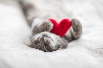 cat lies on white beds under a blanket in an embrace with a red knitted heart