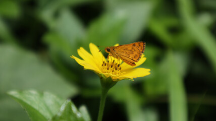 Close up of a Common Dartlet butterfly drinking nectar from a tick seed flower